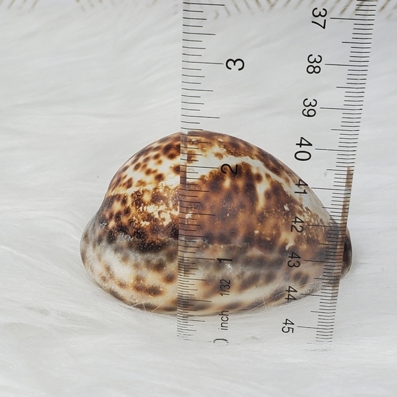 PEPPERLONELY 1PC Tiger Cowrie Sea Shells, 100% Genuine Natural Seashell‎ - Picture 6 of 8